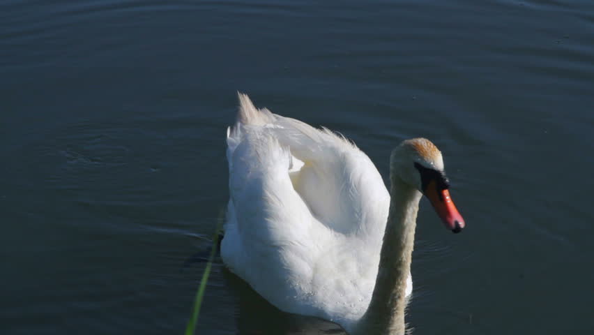 swan looks camera Stock Footage Video (100% Royalty-free) 4568183 ...
