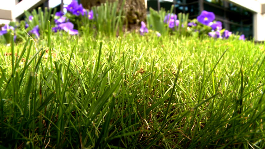 Grass in garden over flowers