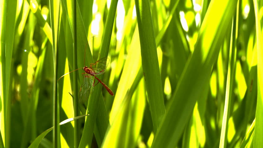 insect on blade of grass