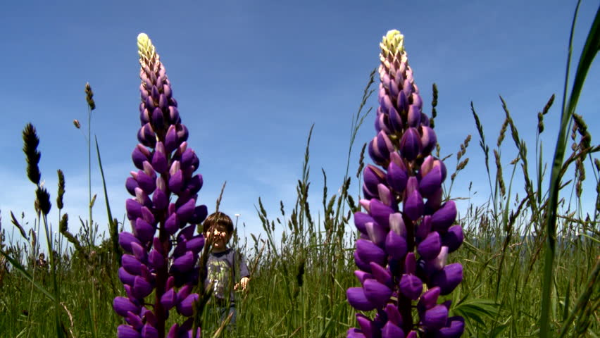 Little boy walking in the field with purple flowers