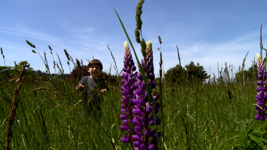 Little boy walking in the field with purple flowers