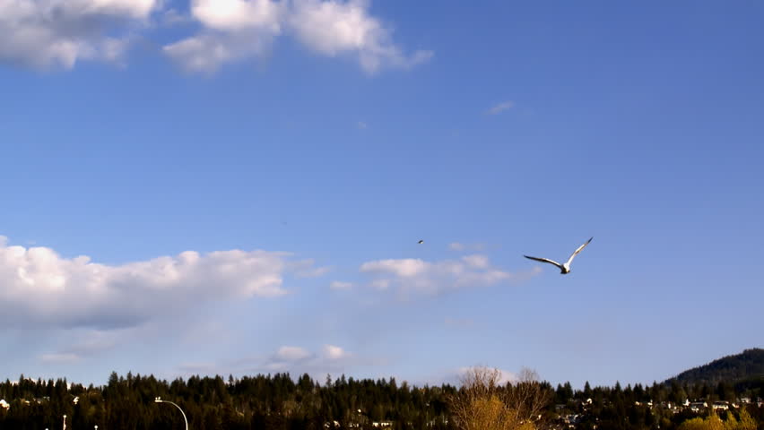 Seagull over blue sky background
