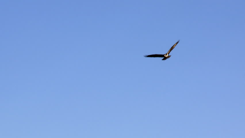 Eagle over blue sky background