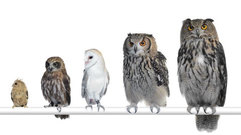 Group of Owls perched and looking around