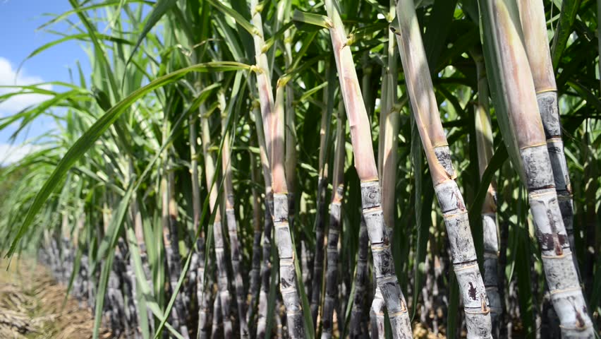 Тростник южный phragmites australis. Очерет камыш. Тростник обыкновенный (phragmites communis. Форма тростника. Сахарный тростник в египте.