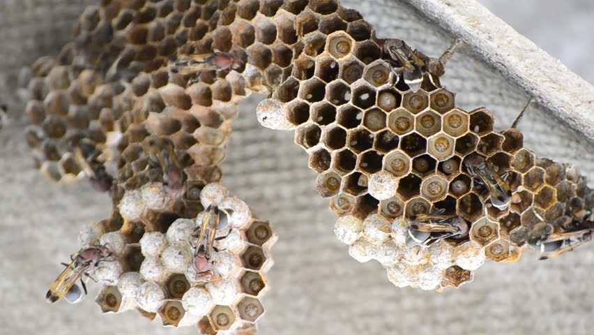 wasp in beehive