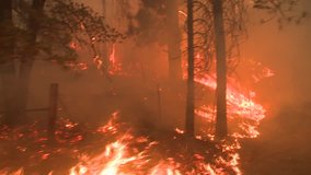 LARGE FOREST FIRE DOLLY  TYPE MOVING SHOT WITH HEAVY SMOKE AND FLAMES CLOSE UP WITH TREES AND BRUSH FLAMING IN CALIFORNIA HD HIGH DEFINITION 1080 1920X1080 STOCK VIDEO CLIP FOOTAGE