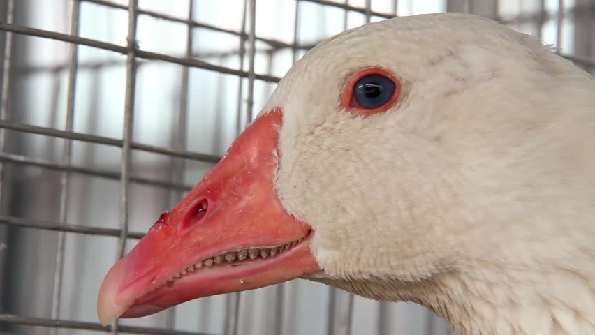 Goose on poultry farm