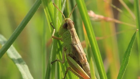 Green grasshopper in a grass
