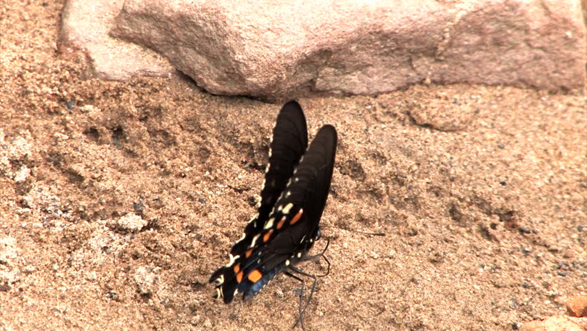 A butterfly in the sand.