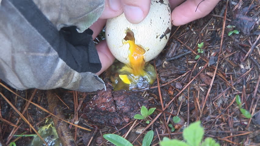 Wild Turkey egg destroyed by predators.
