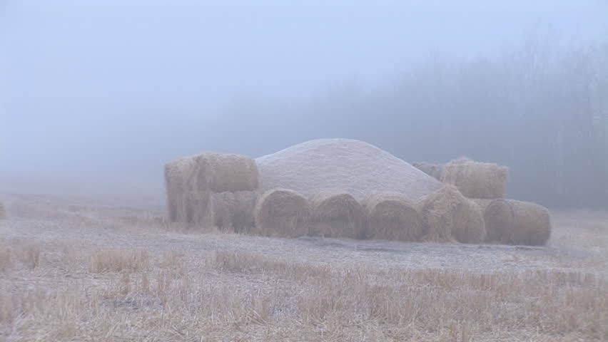 Wheat or Oat grain surrounded by hay bales to protect from wildlife grazing,
