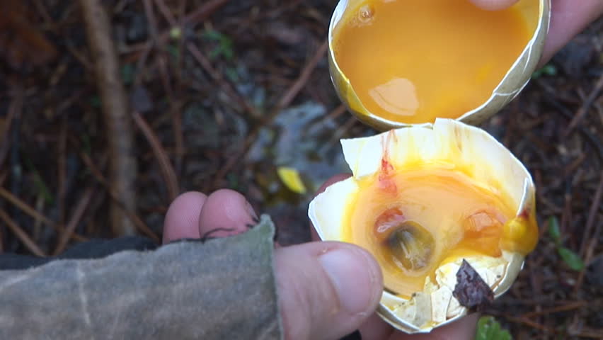 Broken Wild Turkey egg in spring destroyed by predator.