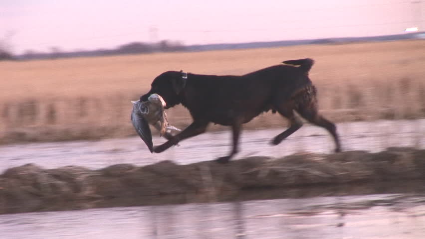 Duck Hunting with dogs, Labrador Retrievers used to retrieve ducks.