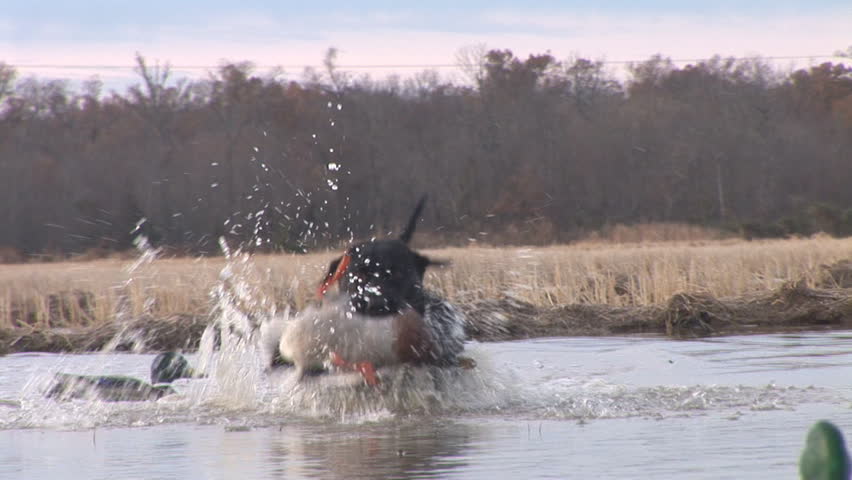 Duck Hunting with dogs, Labrador Retrievers used to retrieve ducks.