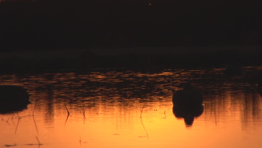 Duck hunting decoys at sunrise in Arkansas.