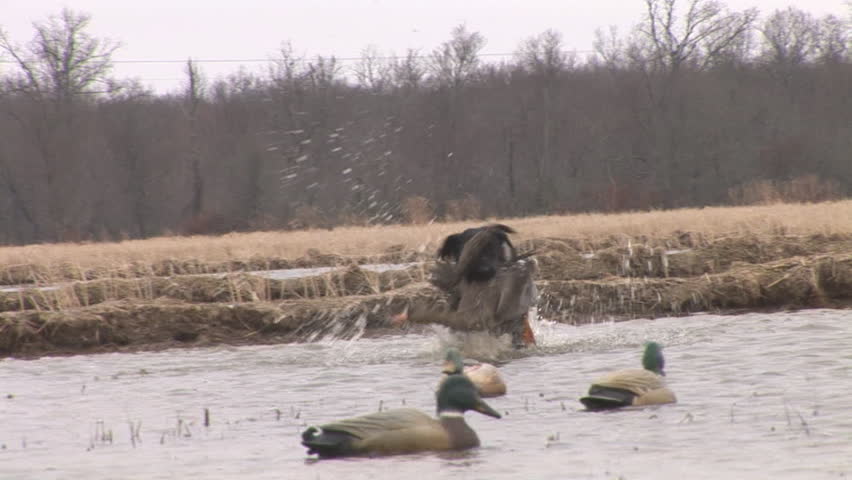 Goose Hunting in Arkansas, dog retrieving Speckle belly or White-fronted Goose.