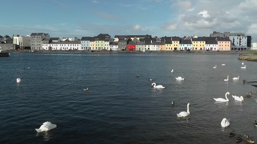 Swans in the River Corrib, in the Claddagh area of Galway, Ireland.