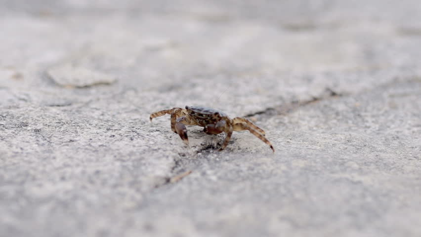 Slow Motion Shot Of A Crab With Wounded Claw Crawling Over The Rock  