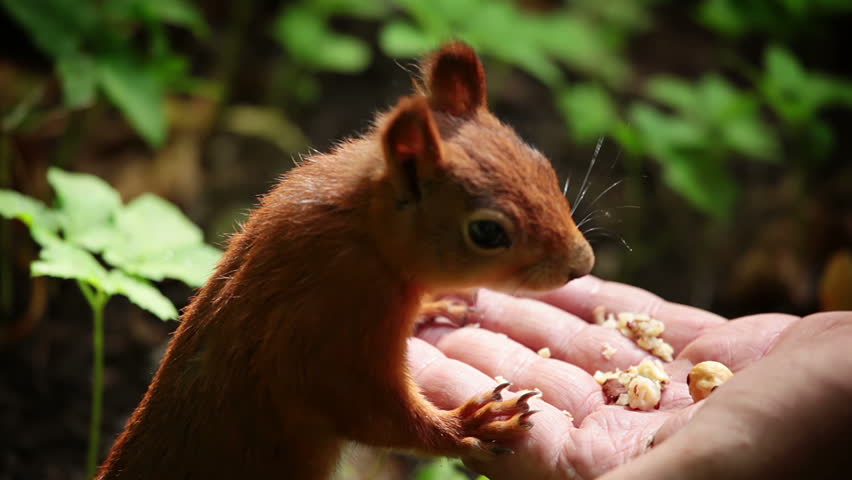 Wood. Summer. Squirrel eats nuts from human hand. Closeup