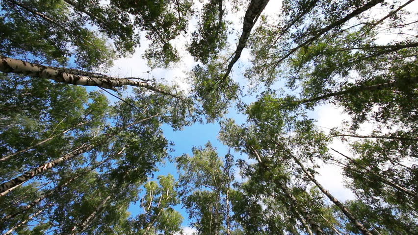 tops of summer birch trees