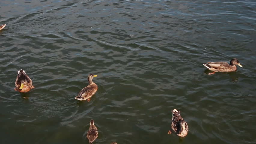 feeding ducks in pond