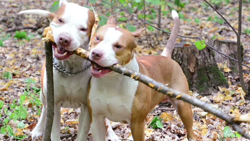 Young dogs playing in the meadow, pit bull terrier
