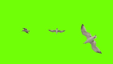 Seagull flying on green screen. Pack of three. Stabilized for animating as you want.
