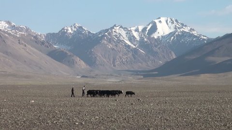 PAMIR, TAJIKISTAN - 25 JUNE 2013: Cattle are being walked through the beautiful mountains of the Pamir ranges in Tajikistan
