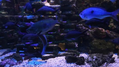 Tropical fish in blue deep water