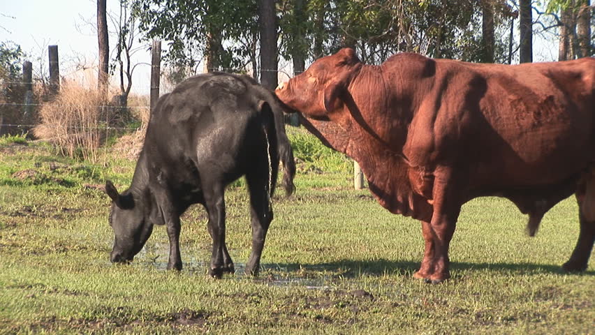 flehmen response in a mature bull, behavior allows him to detect if female is in