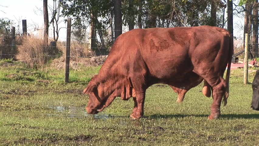 Red bull (male) and black cow (female), beef cattle, drinking water on a Florida