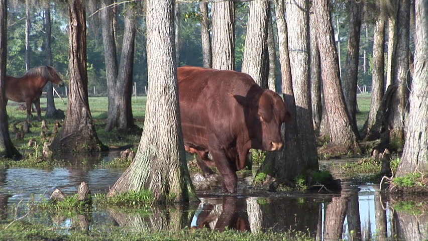 Red breeder bull walking through cypress swamp on a Florida cattle ranch.