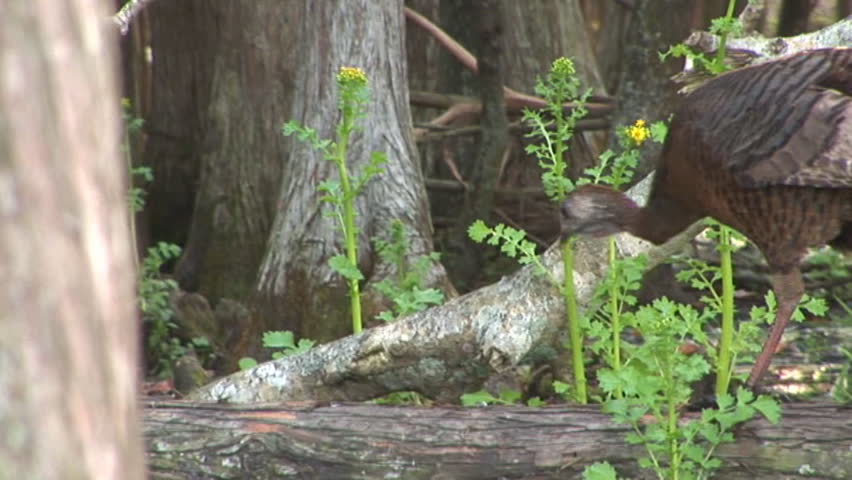Wild Turkey hen walking on a log with muddy feet in a Florida cypress swamp.