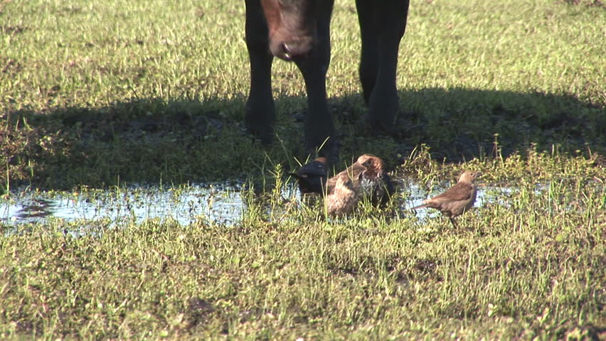 Blackbirds bathing in water as calf drinks on a Florida cattle ranch in spring.
