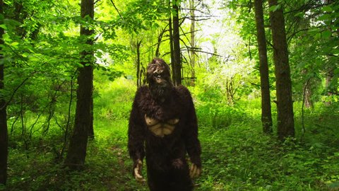 Sasquatch (Big Foot) walking through woods