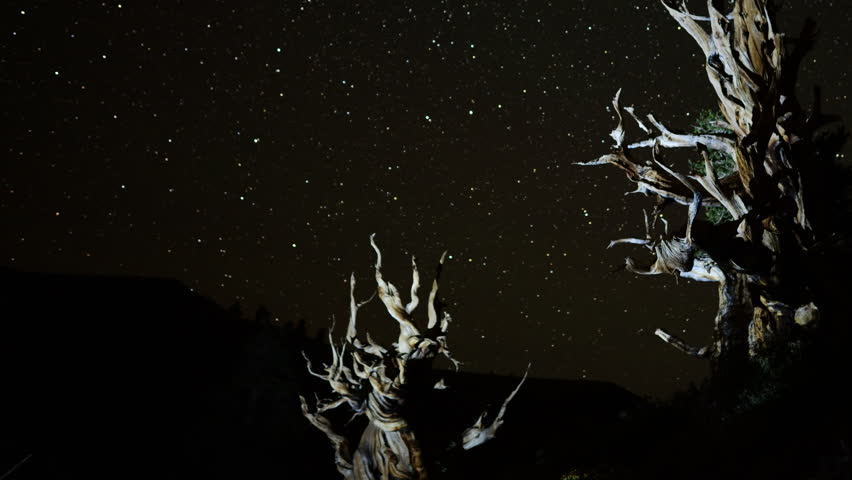 Astrophotography Time Lapse of Star Trails over Ancient Bristlecone Pine Trees -Pan
