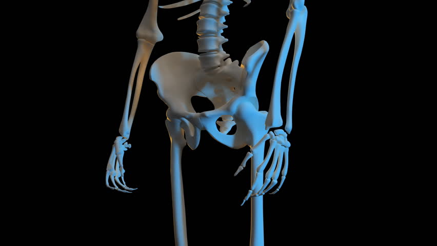 Human skeleton clip - high definition computer generated animation