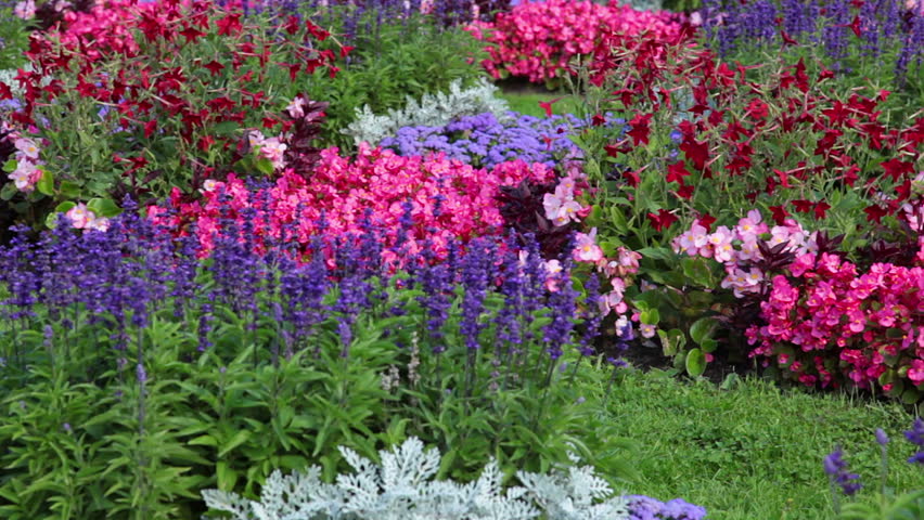 Flowerbed with different flowers