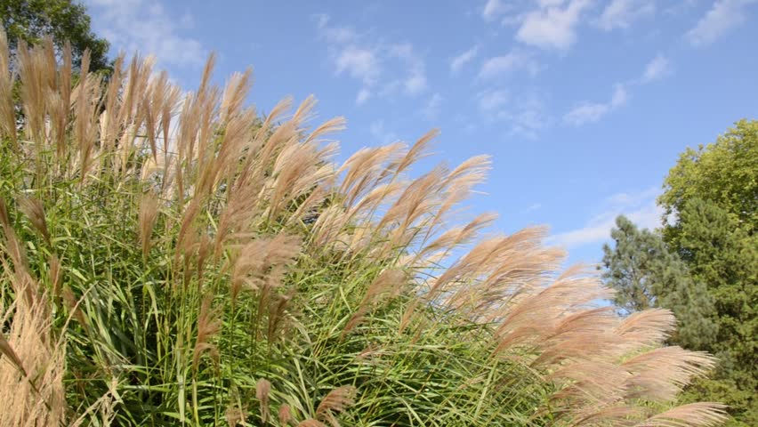 Chinese Silver Grass Miscanthus Sinensis Stock Footage Video 100 Royalty Free Shutterstock