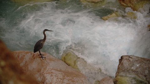 Sandhill Crane at Havasu Creek in the Grand Canyon in front of some rapids.
