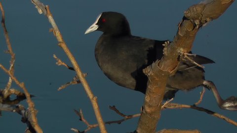 Close-up of an Eurasian Coot (Fulica atra) preening itself on the branch of a tree just above the water, at Lake Monger in Perth, Western Australia, before jumping into the water.