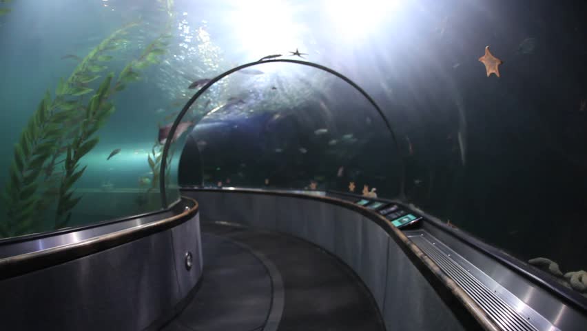 Aquariums offer visitors views of marine ecosystems that are difficult to