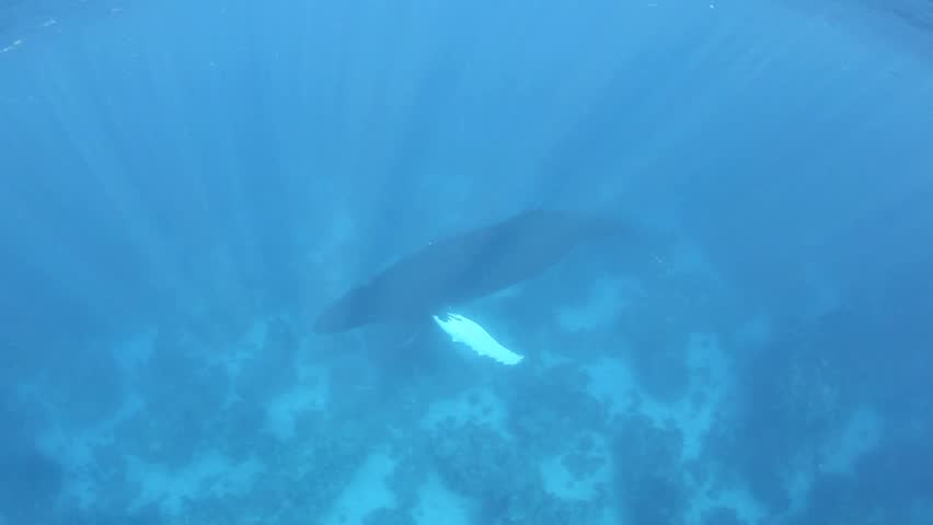 Humpback whales (Megaptera novaeangliae) use the Caribbean Sea as an area for