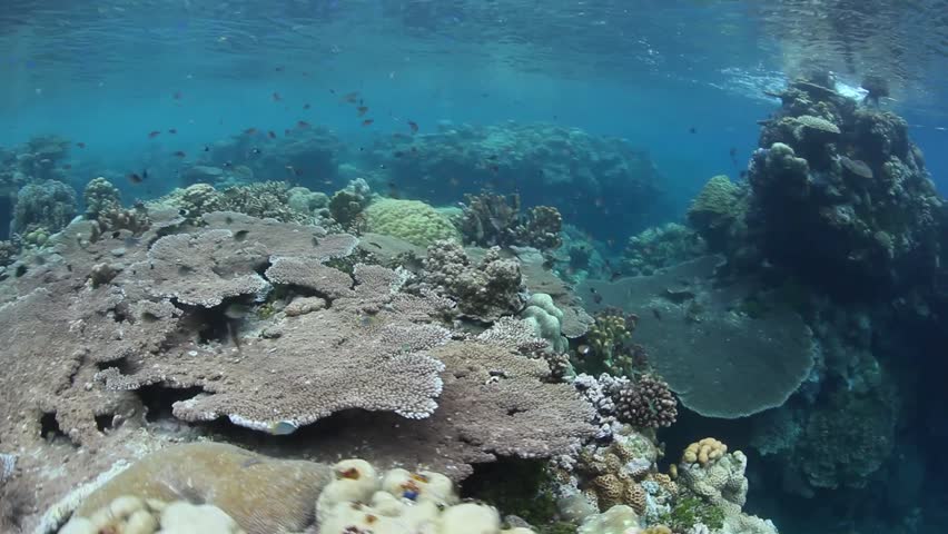 The Solomon Islands, in the South Pacific Ocean, hosts extremely diverse coral
