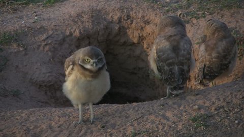 Several burrowing owl babies near their hole. One of the owls turns his head upside-down and then takes a bow.