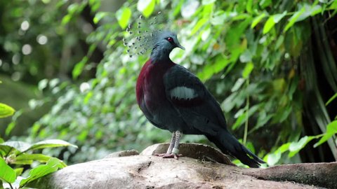 Victoria Crowned Pigeon (Goura victoria) is found in the New Guinea. A beautiful bird with multi colored maroon wings, body and head and red chest.