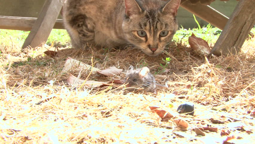 Cat playing with little mouse in backyard.