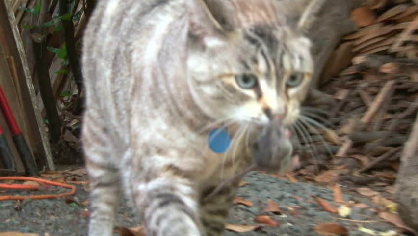 Cat playing with little mouse in backyard.