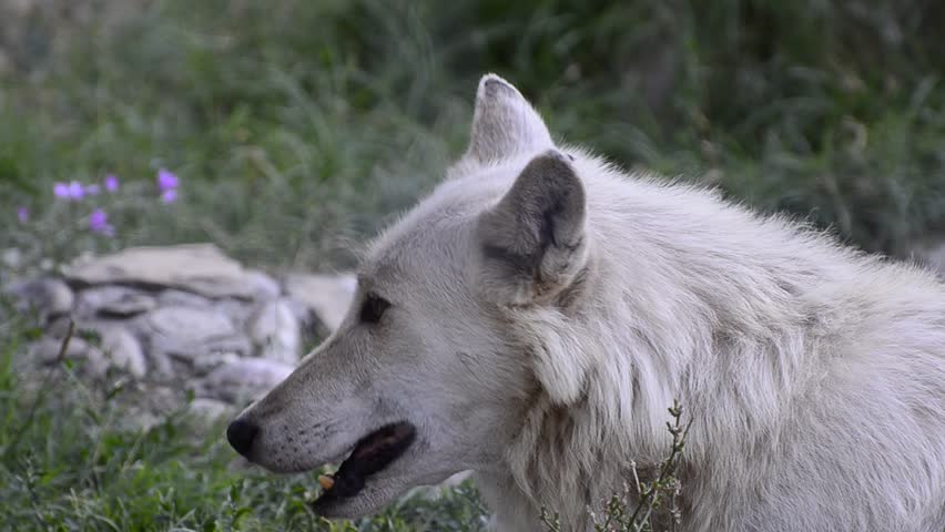 Wolf head in nature. close up of wolf taking rest after a wild hunt